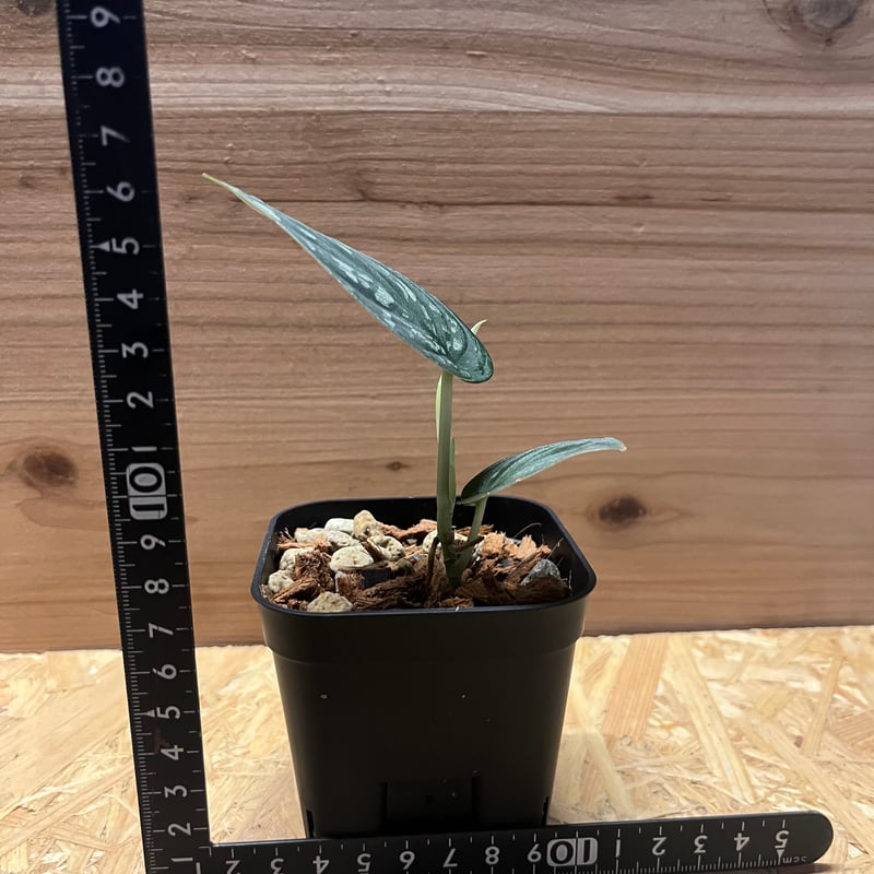 スキンダプサス スーパーブラック ボルネオ | GREEN LUCK