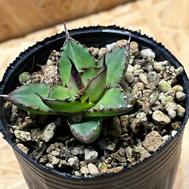 アガベ・ホリダ　実生大株 アガベ ホリダ 実生 | GREEN LUCK