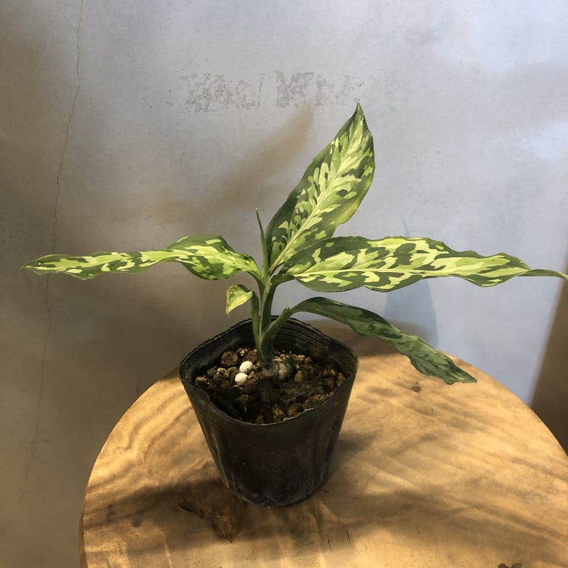 アグラオネマ ピクタム トリカラー エウレカタイプ | GREEN LUCK
