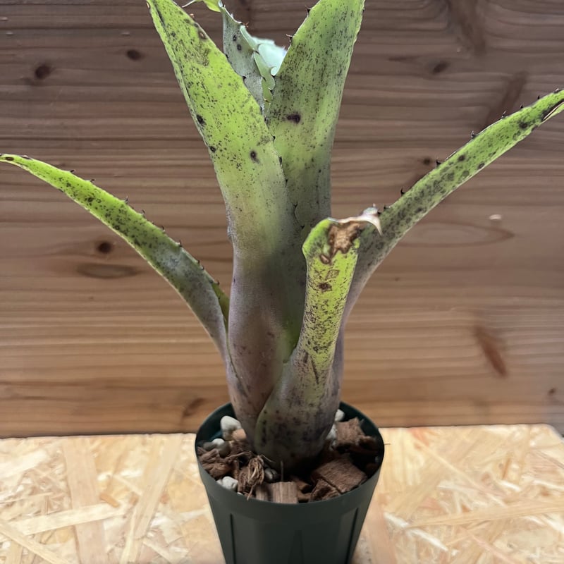 ホヘンベルギア sp.Leme #2203 | GREEN LUCK