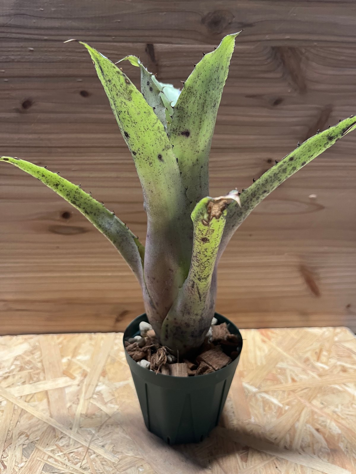 ホヘンベルギア sp.Leme #2203 | GREEN LUCK