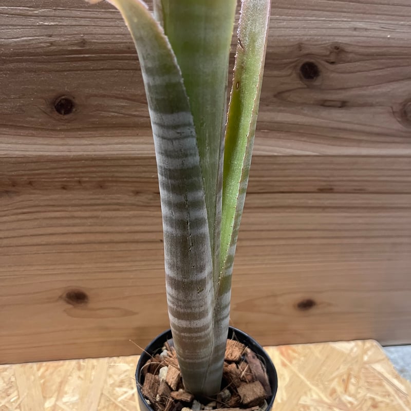 ビルベルギア ブラジリエンシス | GREEN LUCK