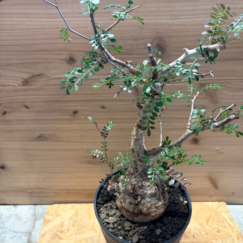 オペルクリカア　パキプス オペルクリカリア パキプス | GREEN LUCK