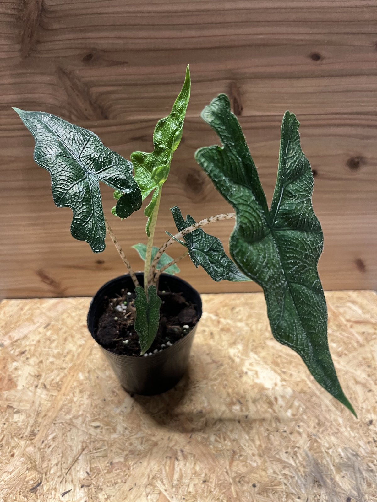 アロカシア13種セット＋ジャックリン斑入り小芋＋小芋複数 バラ売り不可 imgrc0123710345.jpg