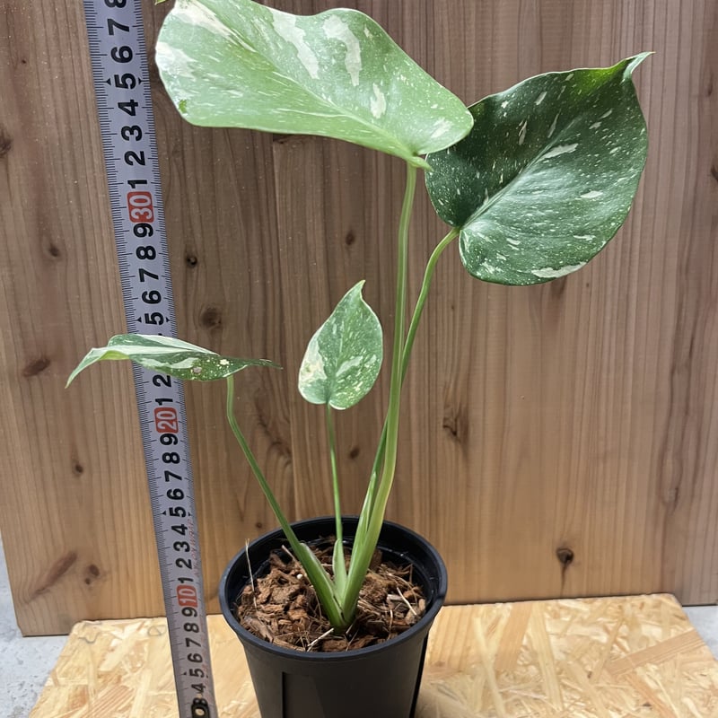 た*き様 今回は送料込み　モンステラ斑入り（イエローモンスター） 斑入り♡モンステラ♡イエローモンスター♡鉢ごと♡ - メルカリ