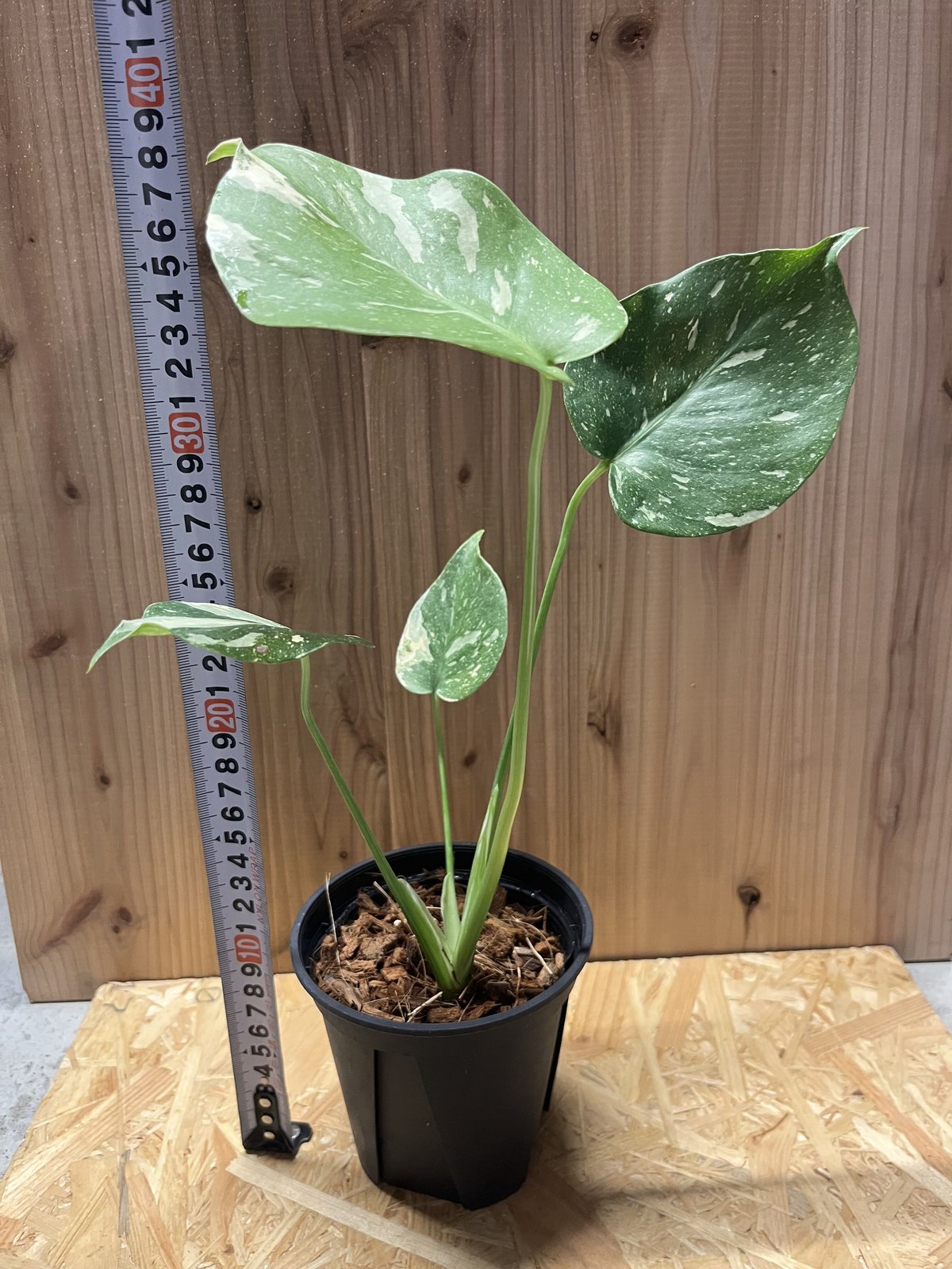 斑入りモンステラ イエローモンスター 鉢のまま発送 斑入りモンステラ イエローモンスター 鉢のまま発送 モンステラ 奇跡的