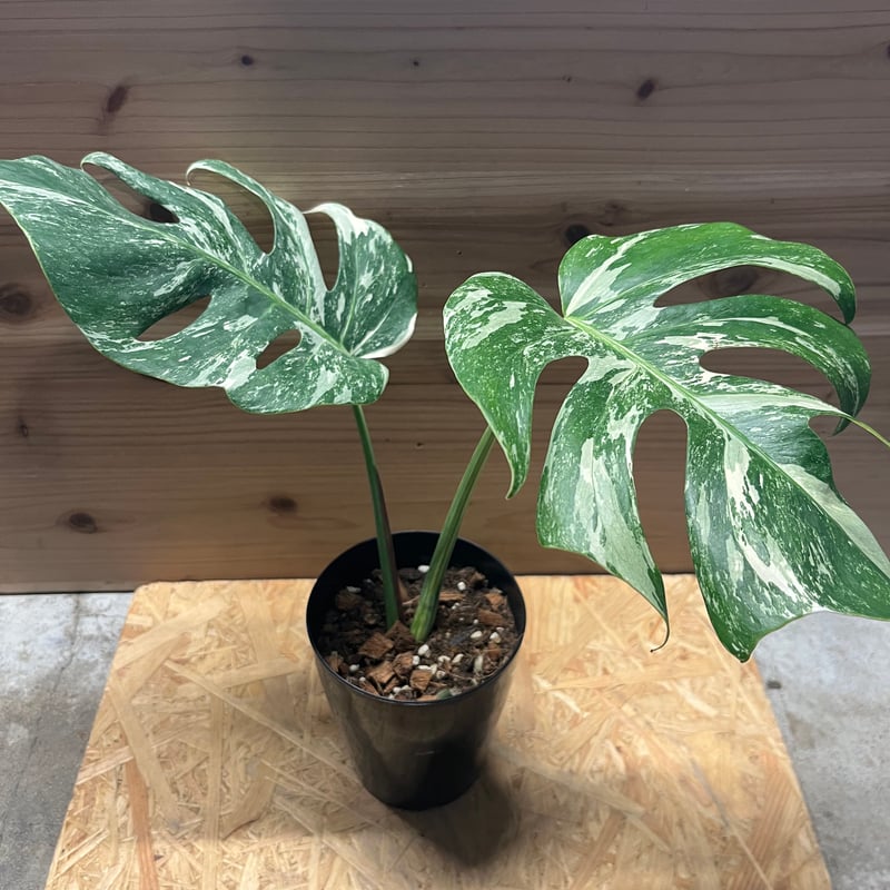 斑入りモンステラ ボルシギアナ バリエガータ | GREEN LUCK