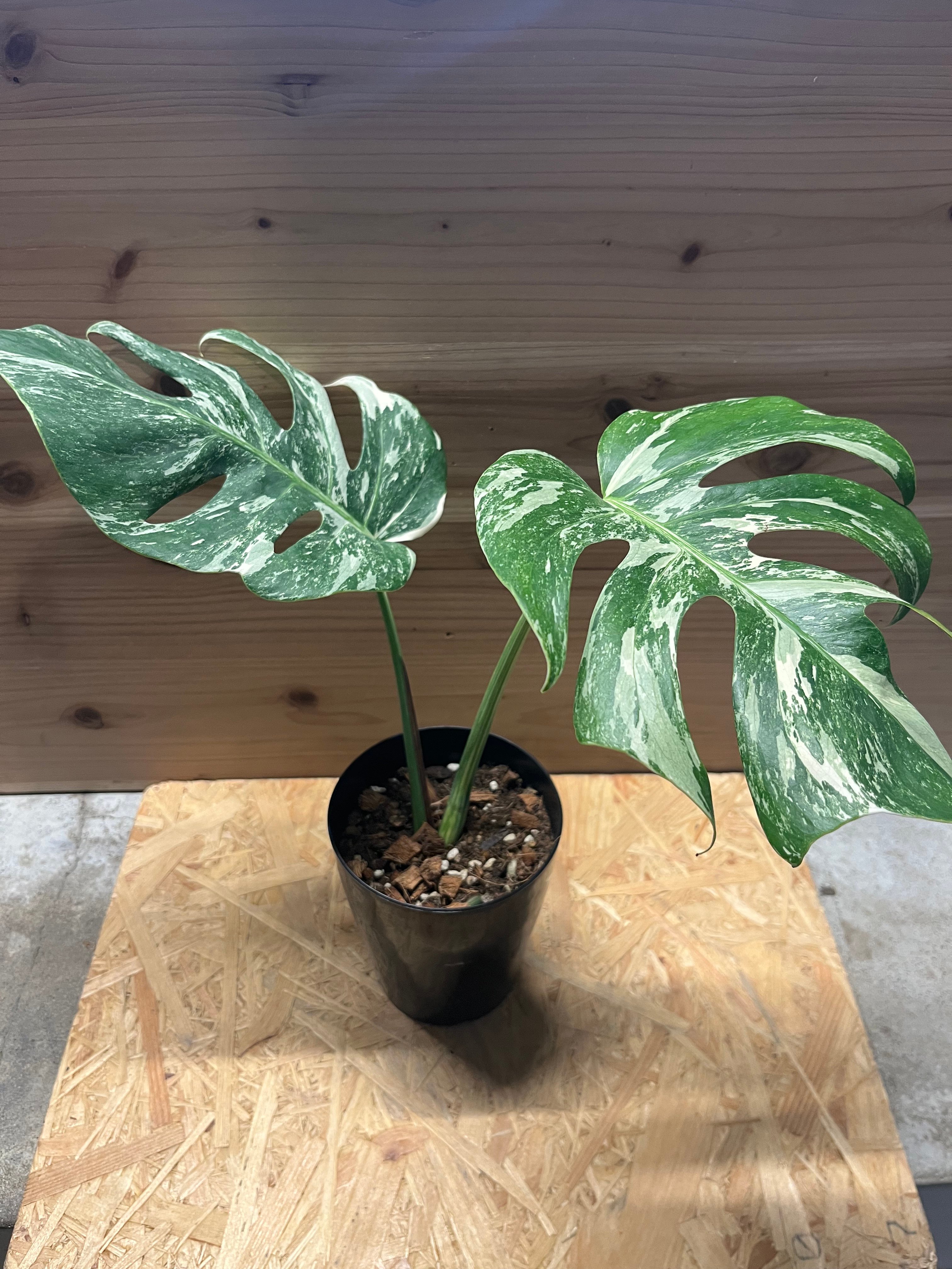 【KC-T】モンステラ 斑入り ボルシギアナ 高さ 114cm 鉢植え 斑入りモンステラ ボルシギアナ バリエガータ | GREEN LUCK