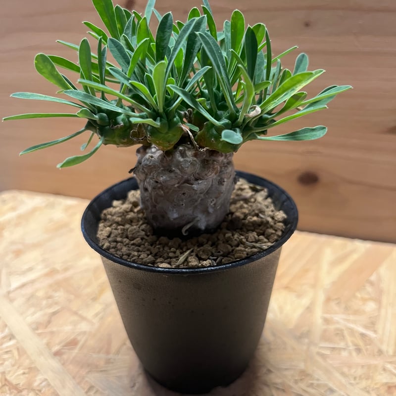 ユーフォルビア 峨眉山 | GREEN LUCK