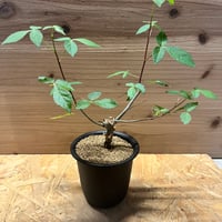 アガベ　チタノタ　ウリエル実生　子株のみ アガベ チタノタ ウリエル実生 | GREEN LUCK