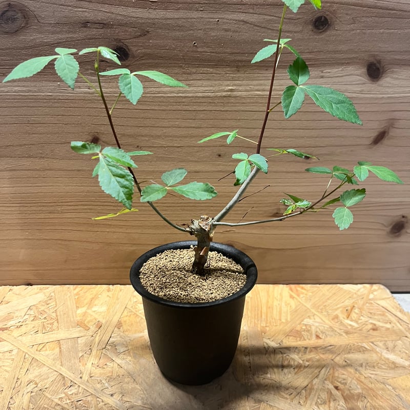 コミフォラ ホルトジアナ | GREEN LUCK