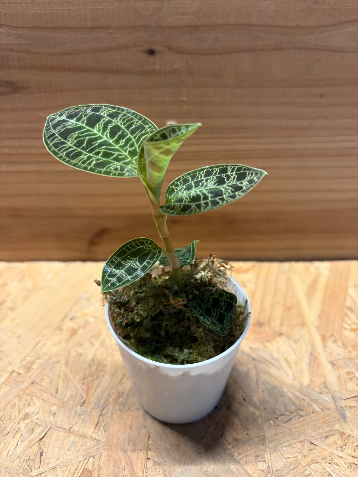 期間限定出品‼️［ジュエルオーキッド］Macodes petola ジュエルオーキッド マコデスペトラ | GREEN LUCK