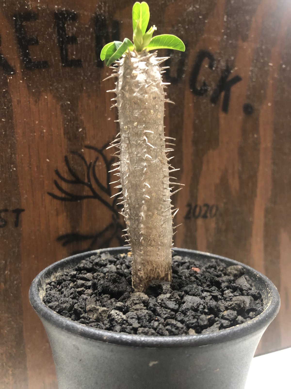 ユーフォルビア ギラウミニアナ | GREEN LUCK