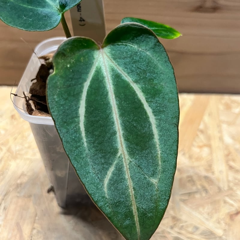 アンスリウム カーラブラッキー ナロー | GREEN LUCK アンスリウム カーラブラッキー ナロー | GREEN LUCK