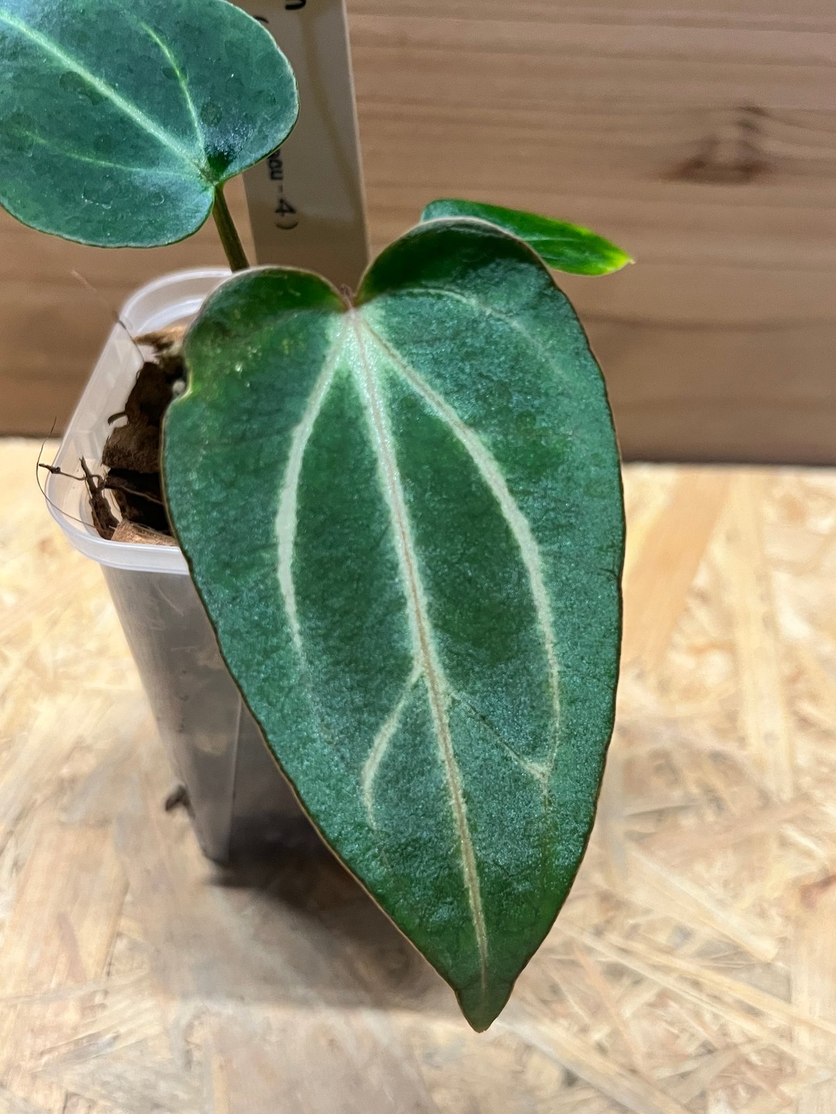 アンスリウム　カーラブラッキー×レッドクリスタル　レア交配　かなり渋い アンスリウム カーラブラッキー×レッドクリスタル レア交配