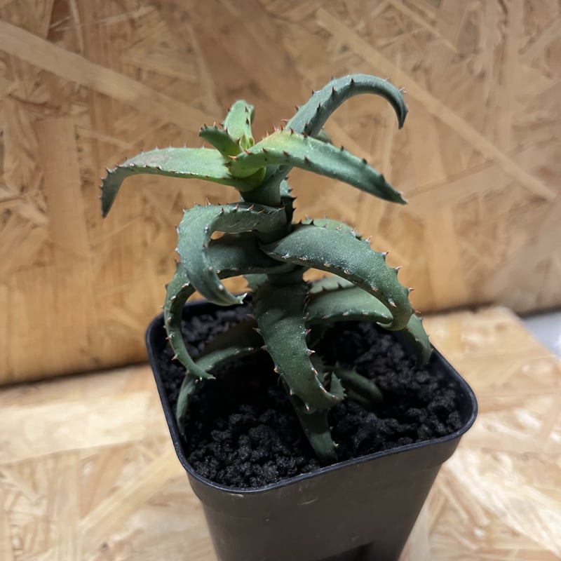 アロエ　コニフェラ✕カスティロニアエ　選抜　短葉　コレクション株 アロエ コニフェラ✕カスティロニア 短葉選抜 大株