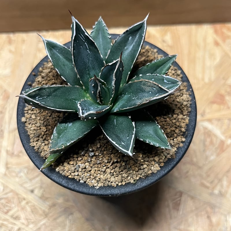 アガベ　コンパクト　美株　笹の雪Ｂ型 アガベ コンパクト 美株 笹の雪B型 アガベ コンパクト 美株 笹の雪