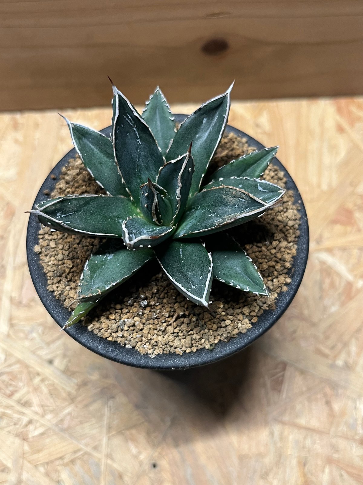 アガベ 笹の雪 コンパクタ | GREEN LUCK