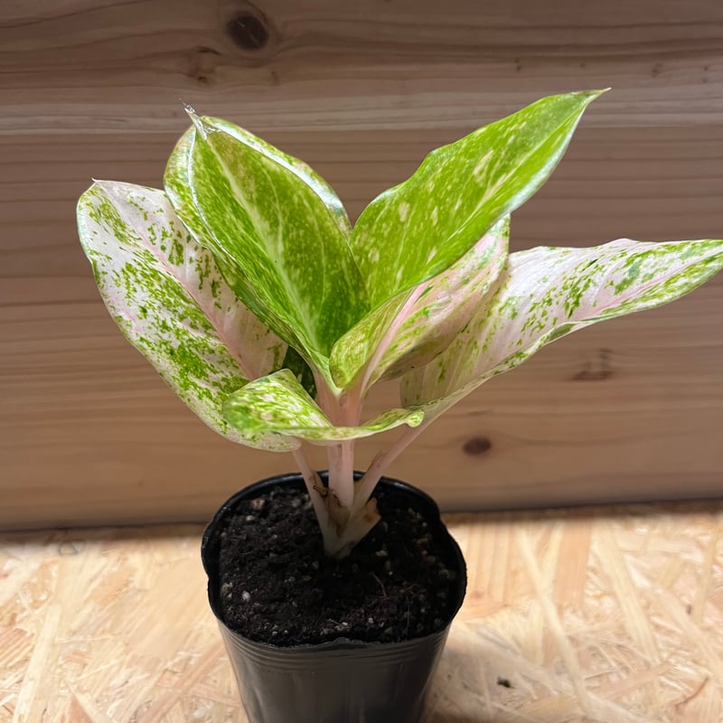 アグラオネマ ピンクイメリタス | GREEN LUCK