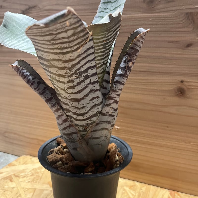 エクメア チャンティニー デレオン | GREEN LUCK