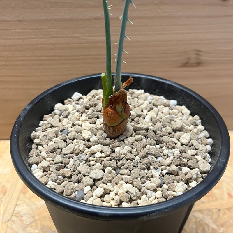 サイカス カイルンシアナ | GREEN LUCK