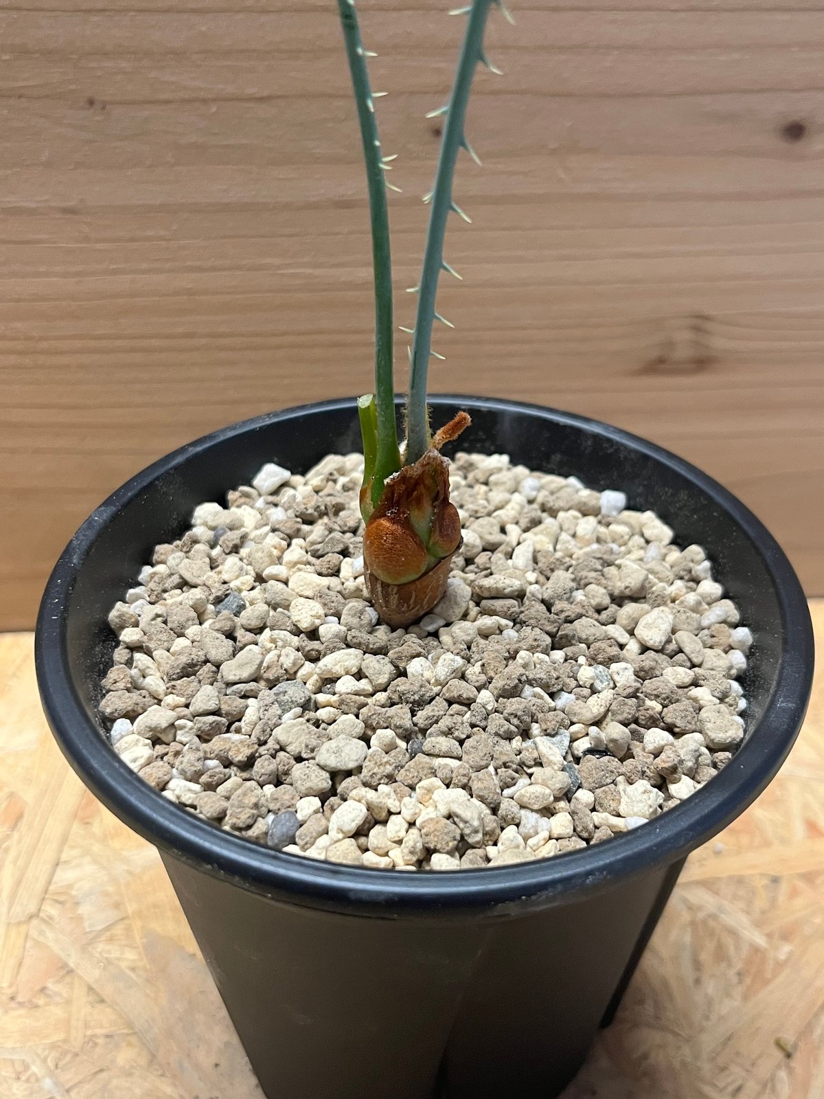 サイカス カイルンシアナ | GREEN LUCK