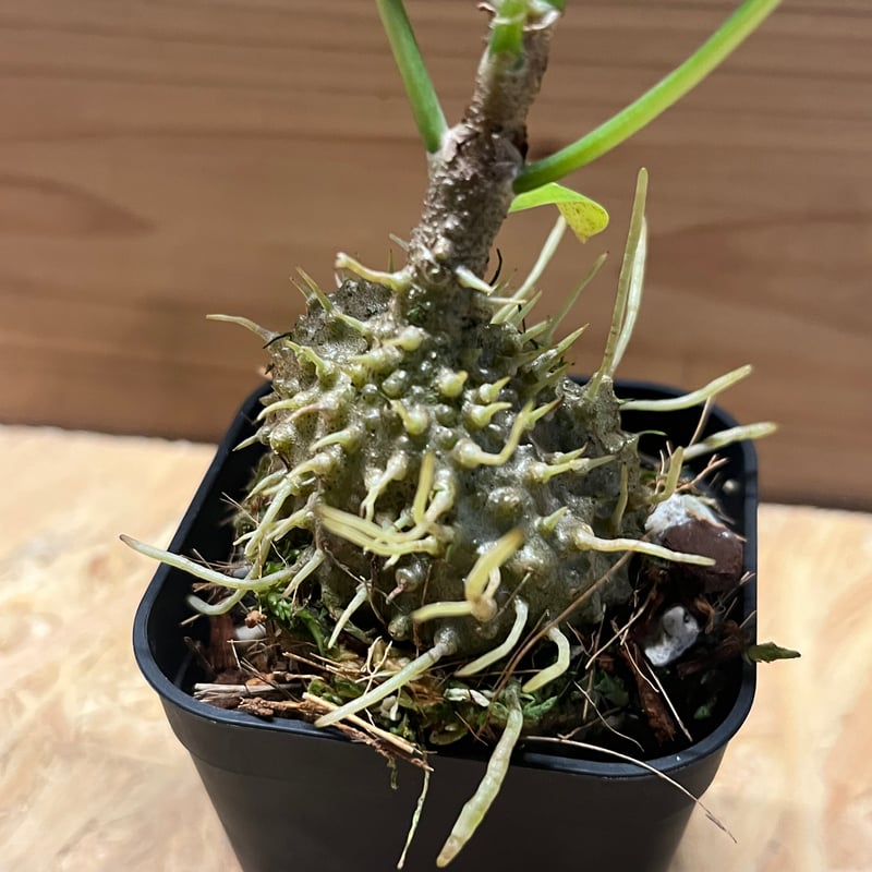 ミルメコディア ツベローサ パプアナ | GREEN LUCK