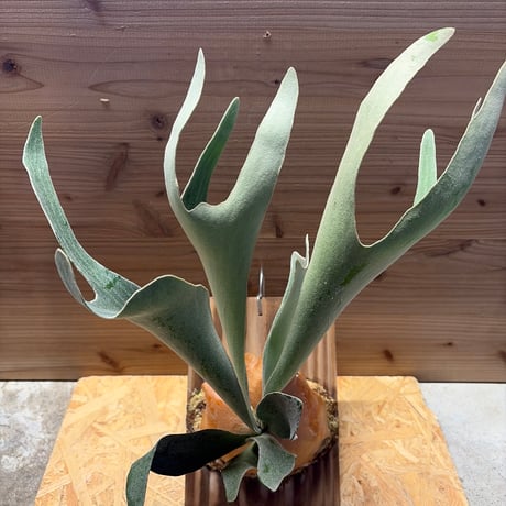 ビカクシダ | STORES