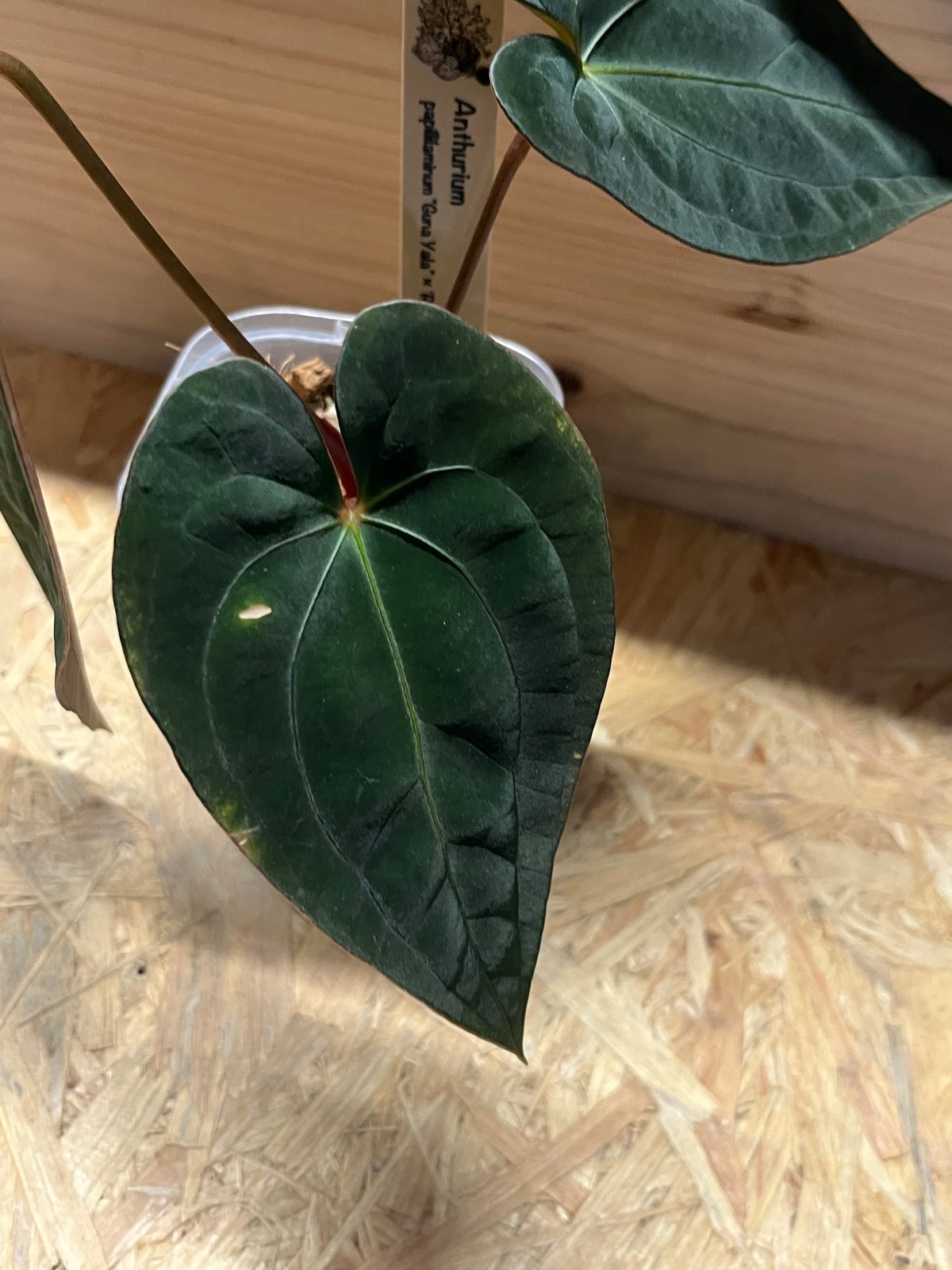 64 アンスリウム　パピリラミナムFS×ダークママ 33 アンスリウムパピリラミナム'FS'×ダークママ ハイブリッド美株