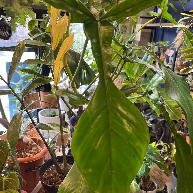 フィロデンドロン ジョーピー | GREEN LUCK