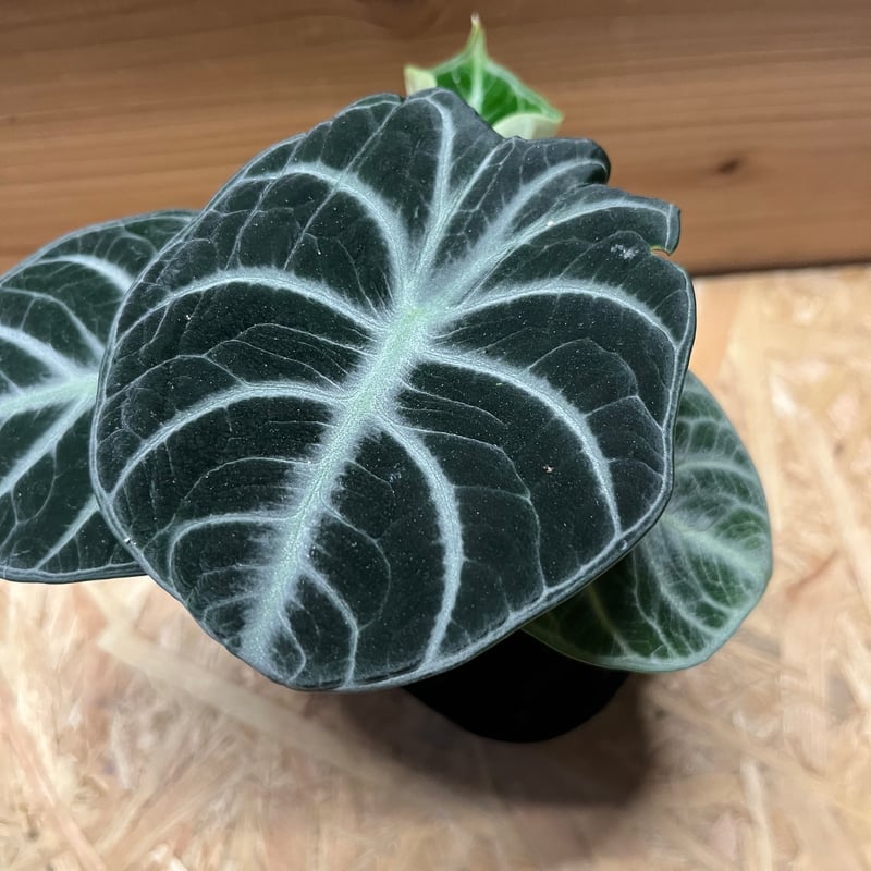 アロカシア ニンジャ | GREEN LUCK