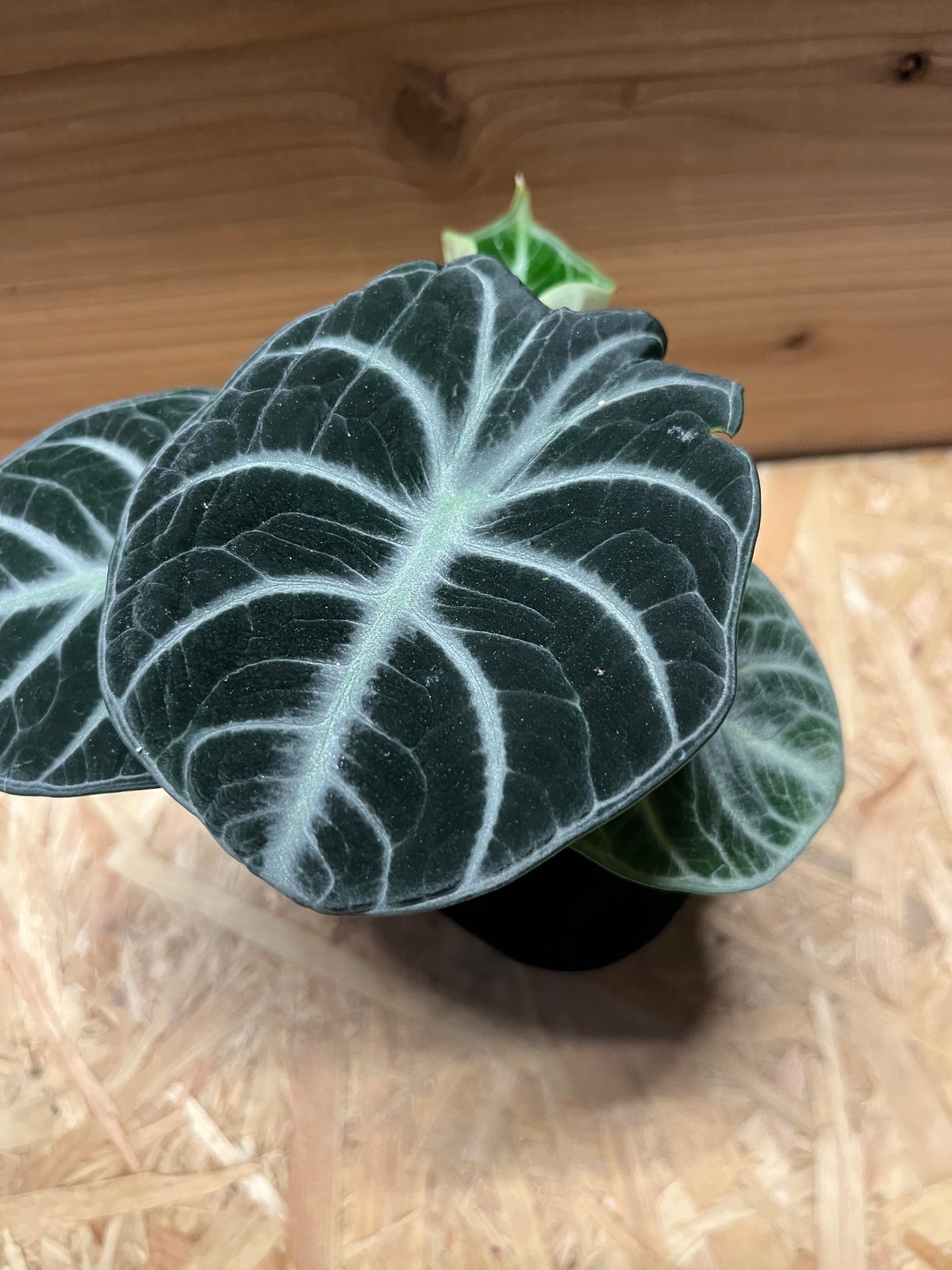 Alocasia Ninja Tricolor/ アロカシア ニンジャ 斑入り② Alocasia Ninja Tricolor / アロカシア ニンジャ 斑入り④