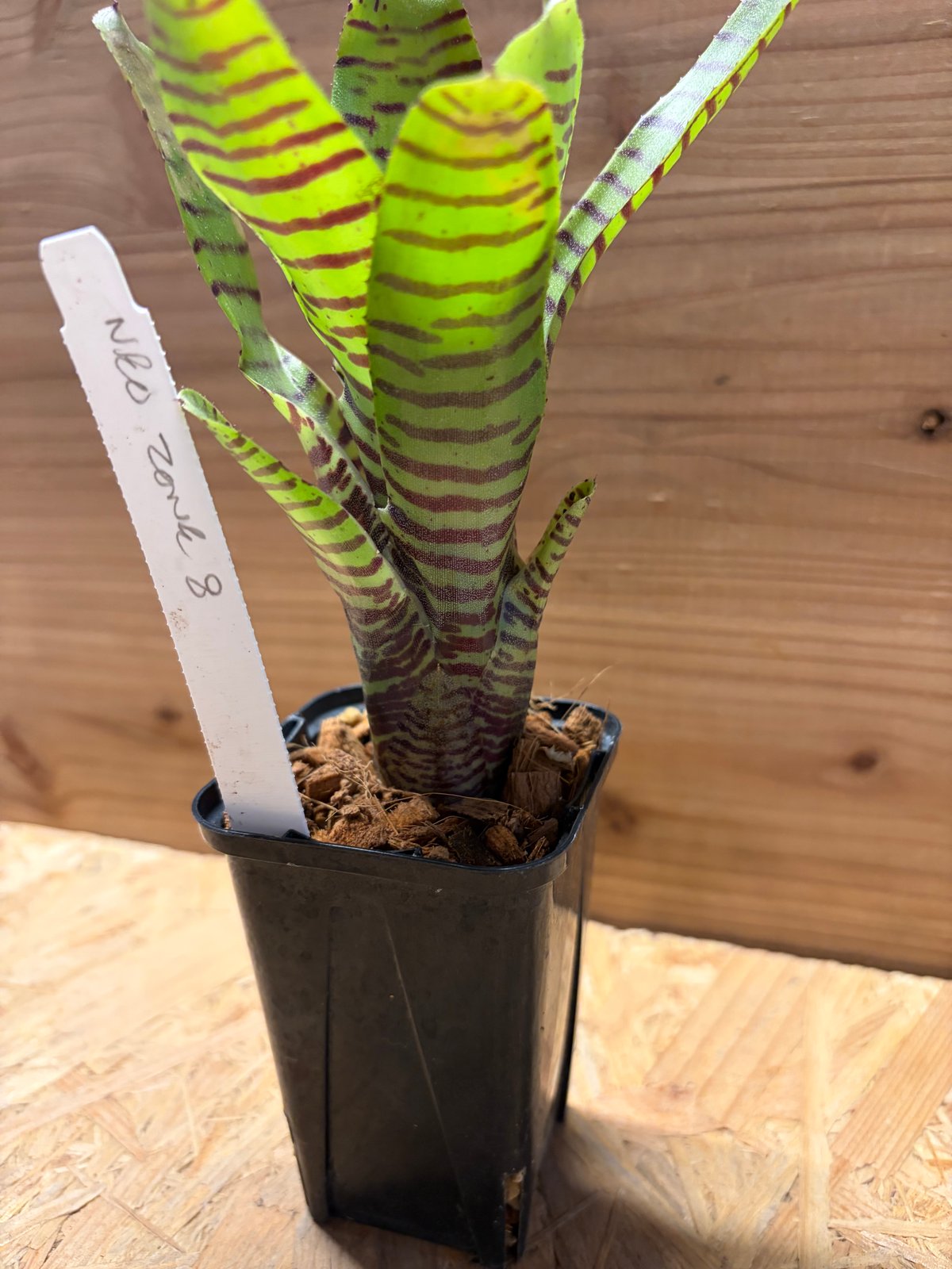 ネオレゲリア 'ゾーン8' | GREEN LUCK