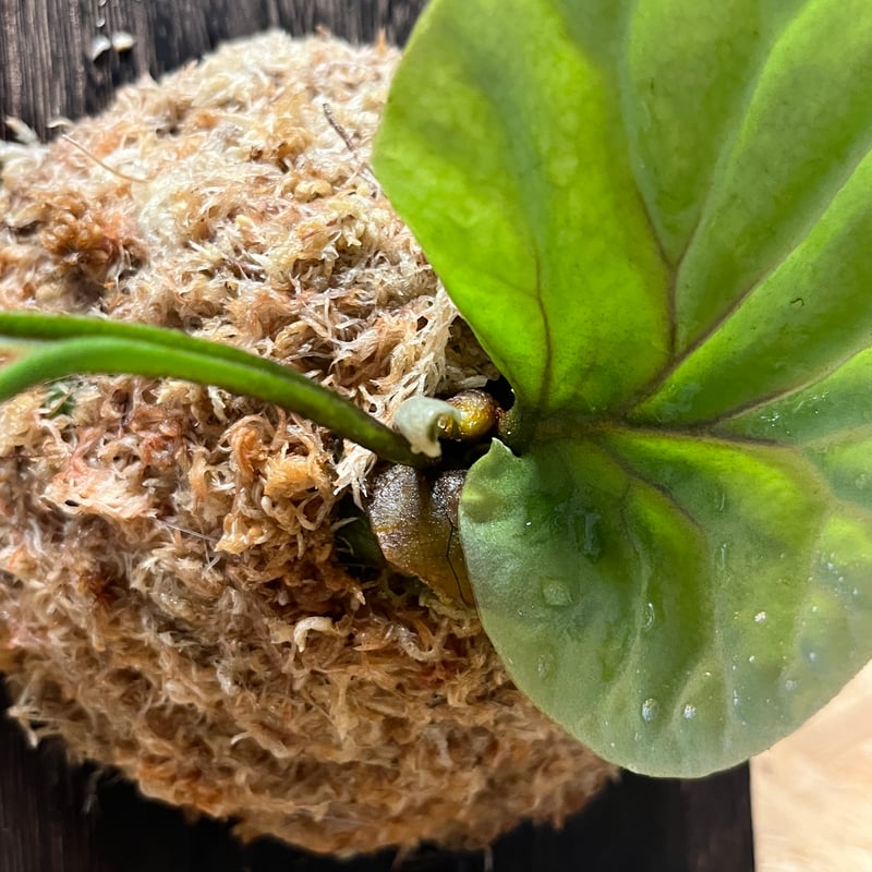 ビカクシダ　リドレイ ビカクシダ リドレイ ドワーフ シルバー | ssaquaplants