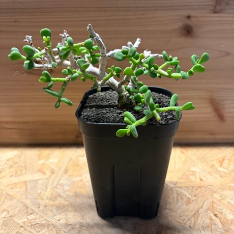 ケラリアピグマエア | STORES