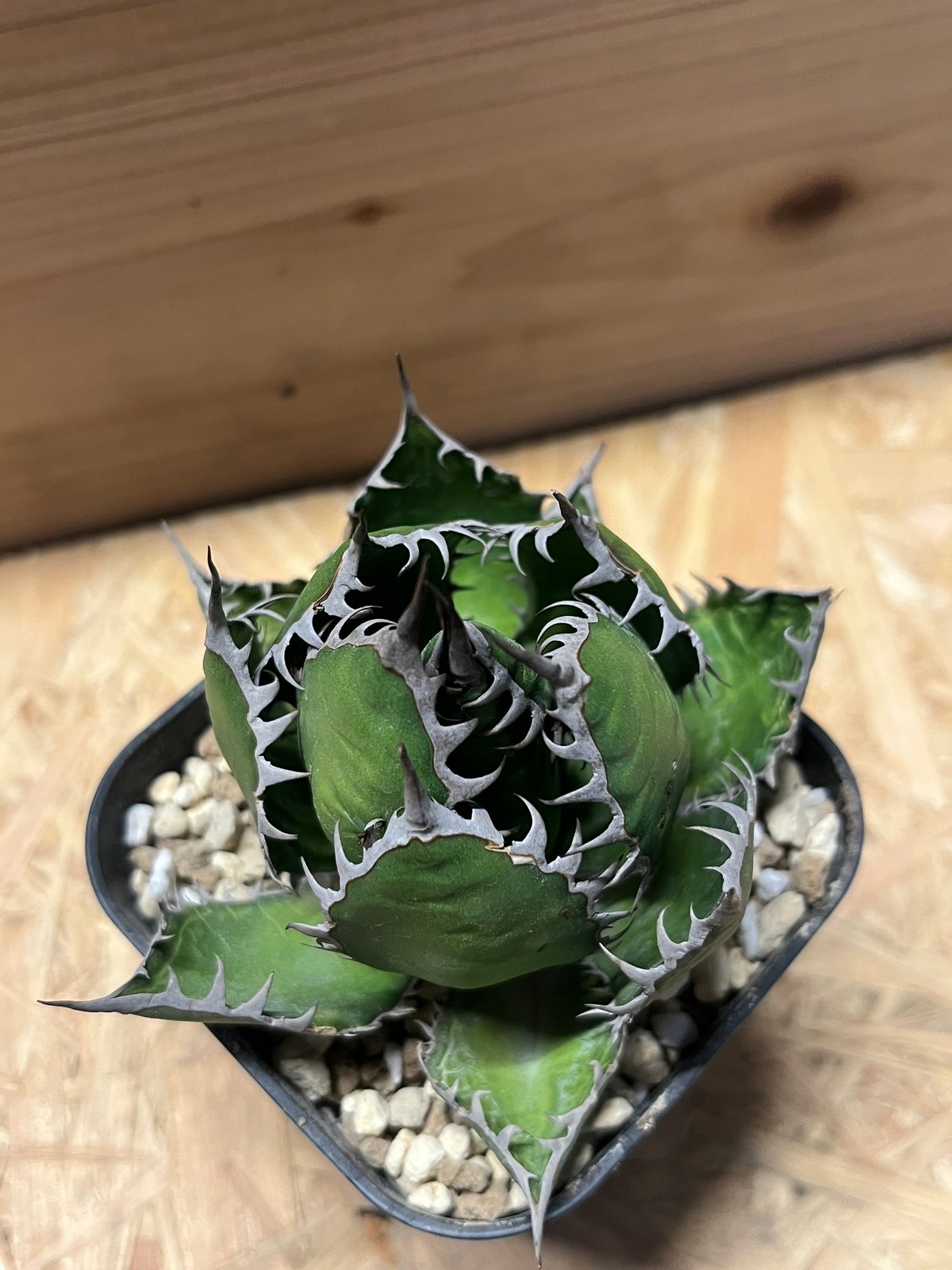 アガベ ホリダ アガベ ホリダ / Agave horrida ssp. horrida #6 | Ducks