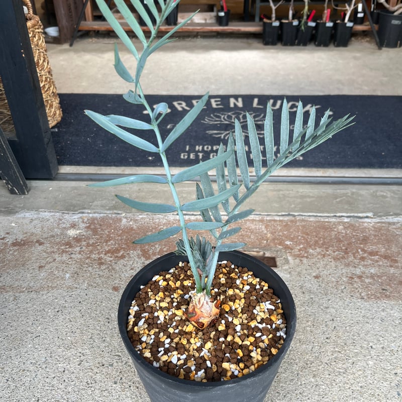 エンセファラルトス レーマニー | GREEN LUCK