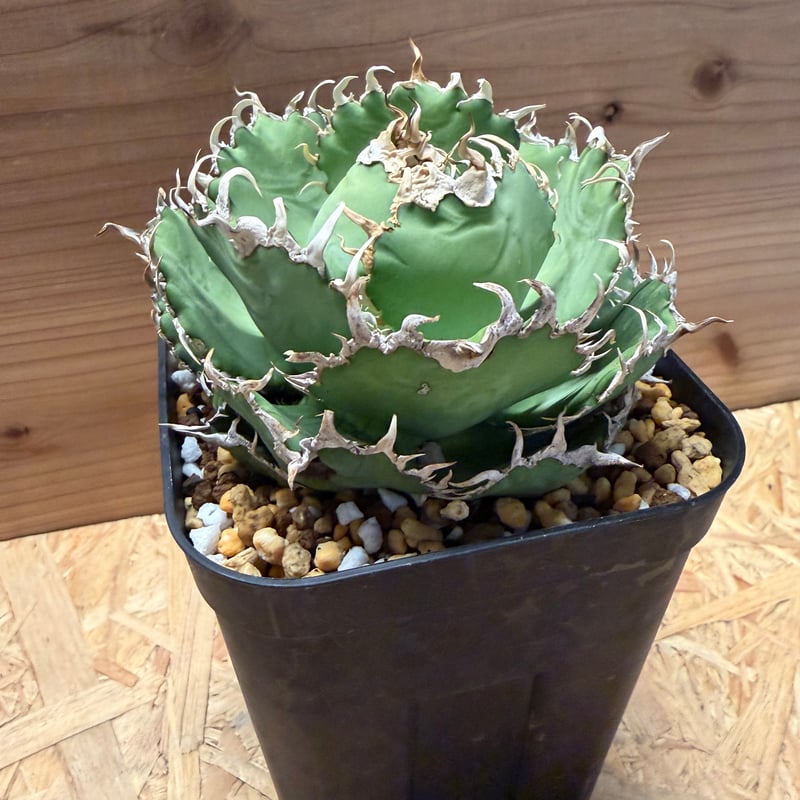 アガベ　チタノタ　フィリグリー　大株　コレクション株 アガベ チタノタ フィリグリー 大株 コレクション株 アガベ チタノタ