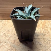アガベ　ユタエンシス　エボリスピナ