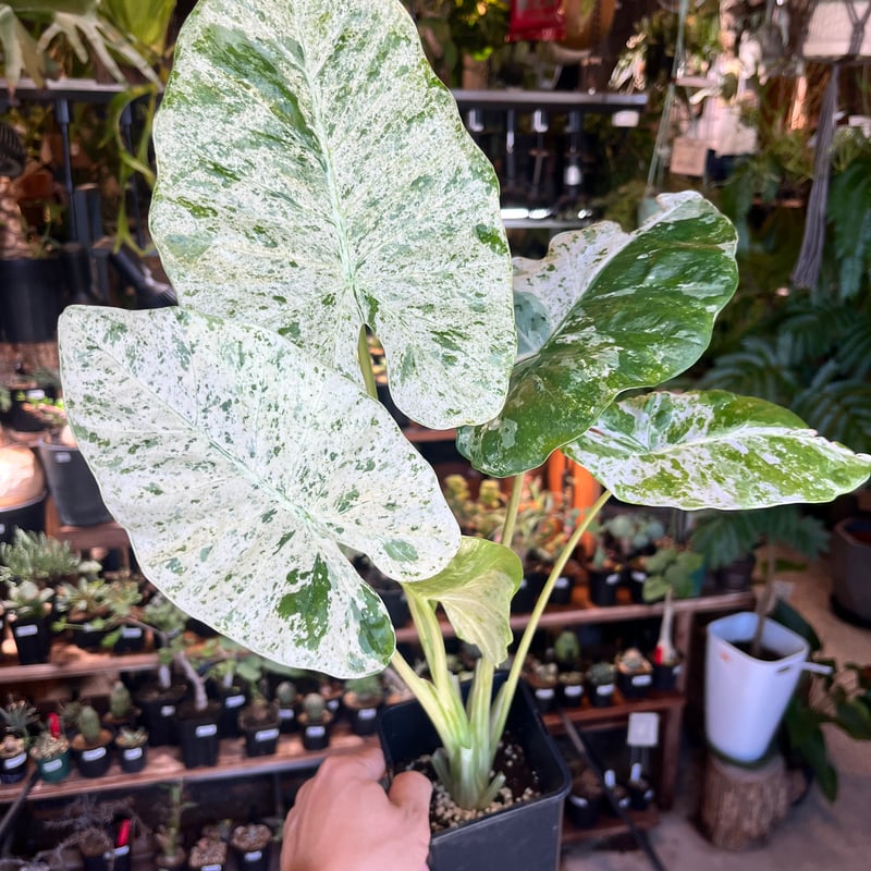 アロカシア マクロリザス カモフラージュ | GREEN LUCK