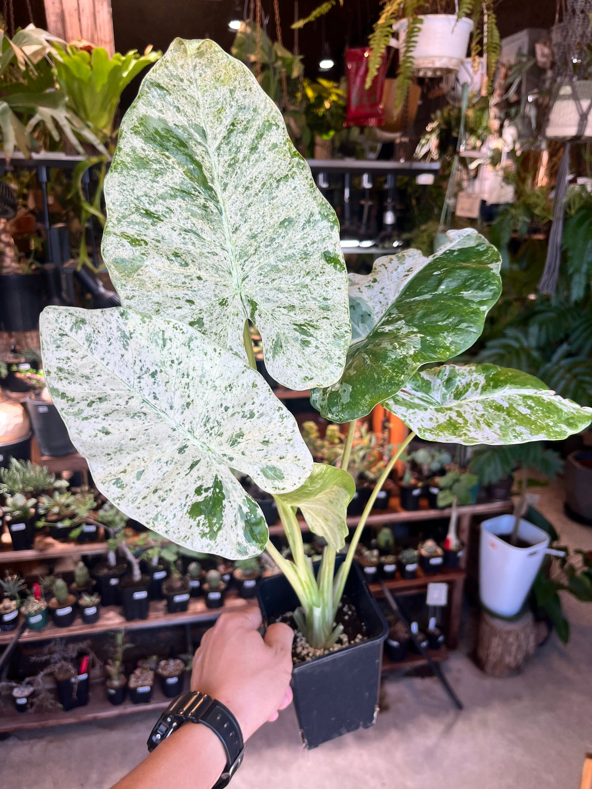 アロカシア マクロリザス カモフラージュ | GREEN LUCK