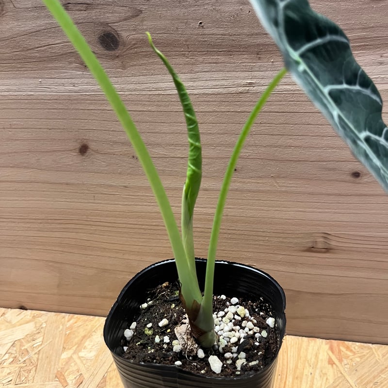 アロカシア ワトソニアナ 'ブラック' | GREEN LUCK