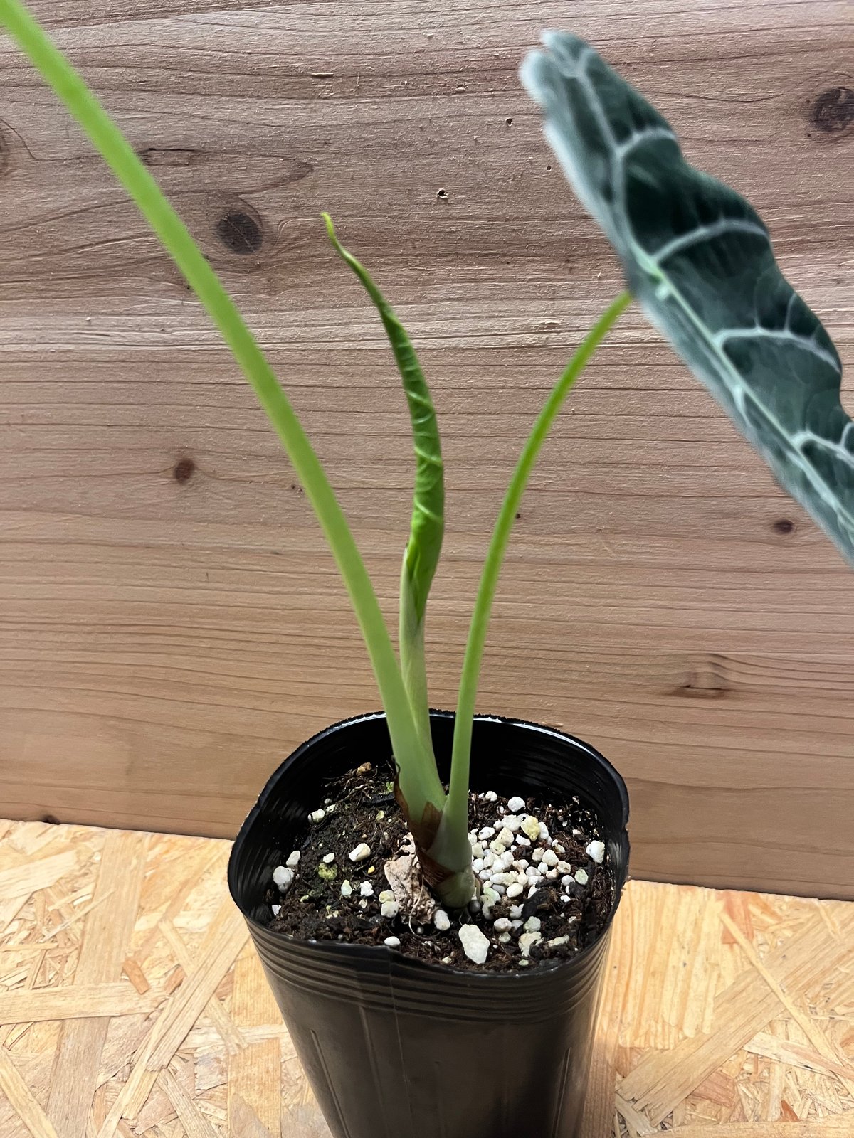 アロカシア ワトソニアナ 大株 楽天市場】アロカシア ワトソニアナ 観葉植物 珍しい品種 希少 3
