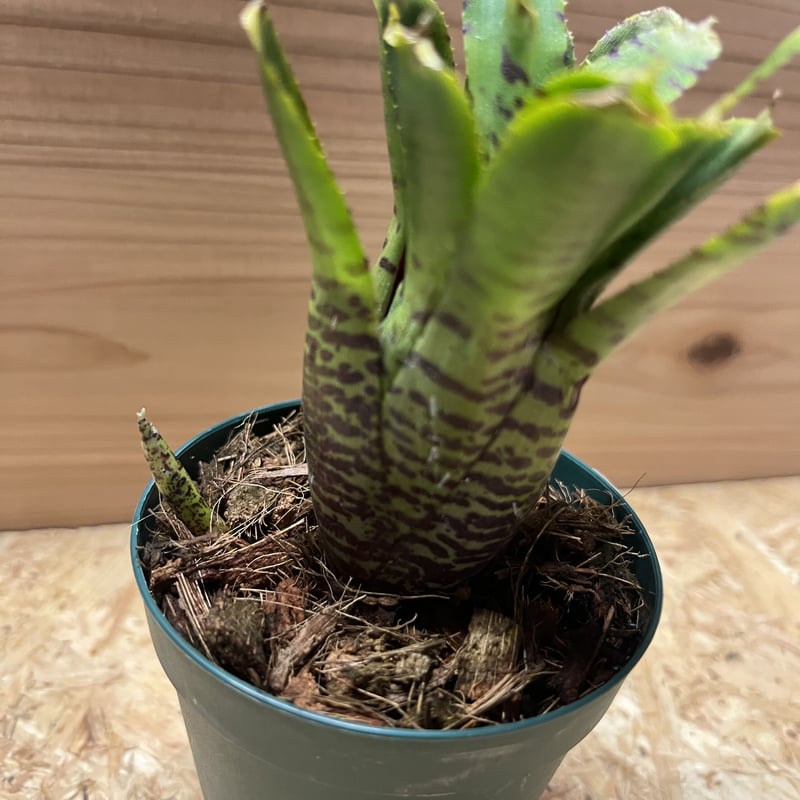 ネオレゲリア プンクタティシマ イエローフォーム | GREEN LUCK