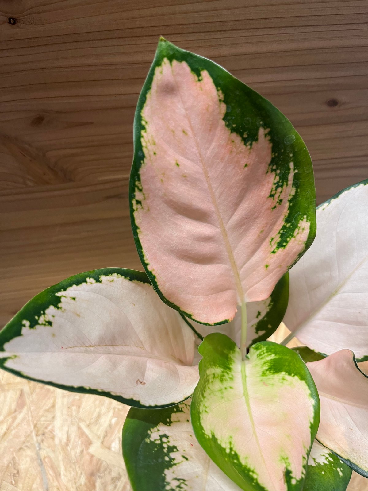 アグラオネマ コーチンピーチ | GREEN LUCK