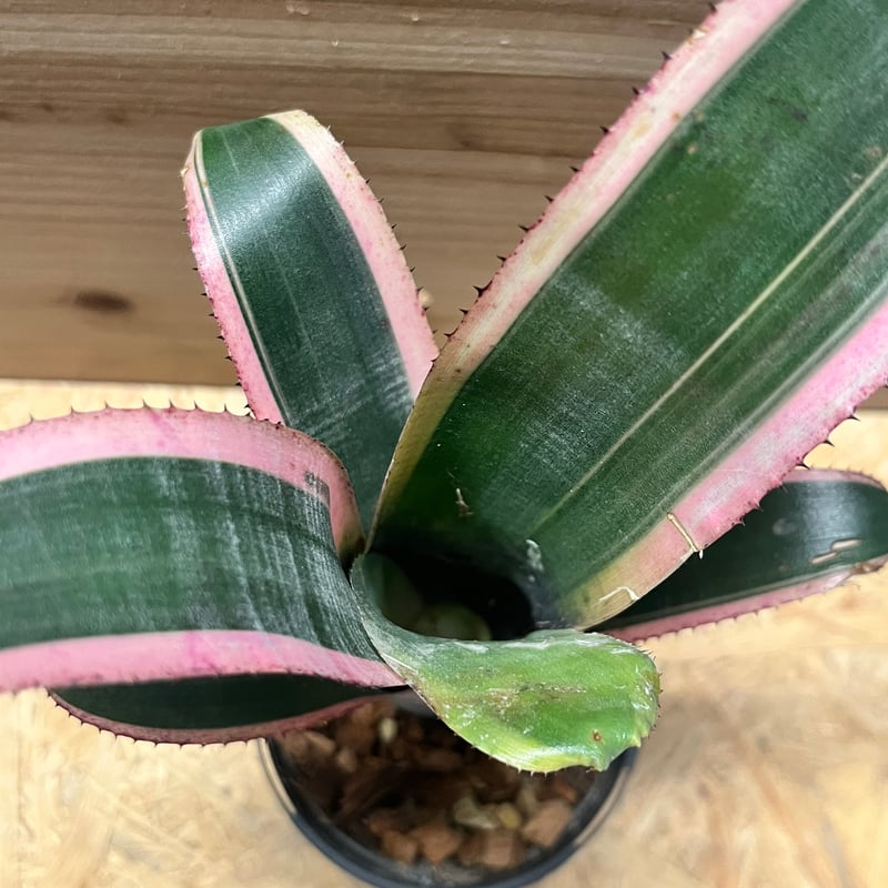 ビルベルギア ビッタータ 'ラルフグラハムフレンチ' | GREEN LUCK