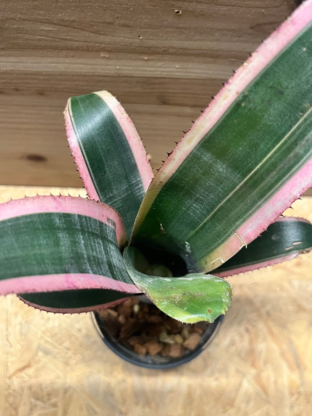 835さん専用ビルベルギア ラルフグラハムフレンチとマーブルシャーク 835さん専用ビルベルギア ラルフグラハムフレンチとマーブル