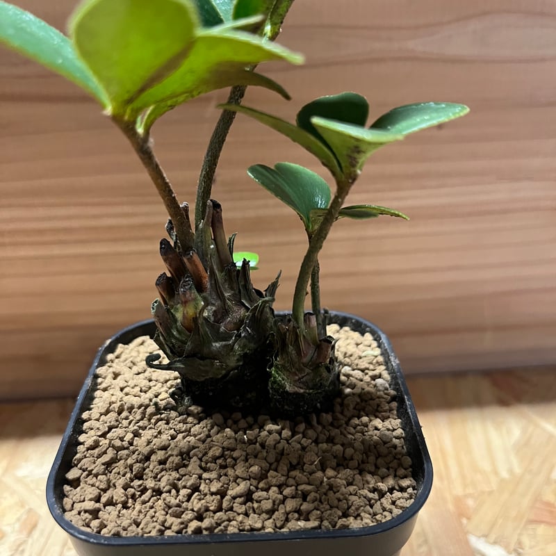 メキシコザミア斑入り　斑入ザミア　斑入りソテツ　黄金ソテツ　フルフラセア斑入り メキシコザミア斑入り 斑入ザミア 斑入りソテツ 黄金ソテツ