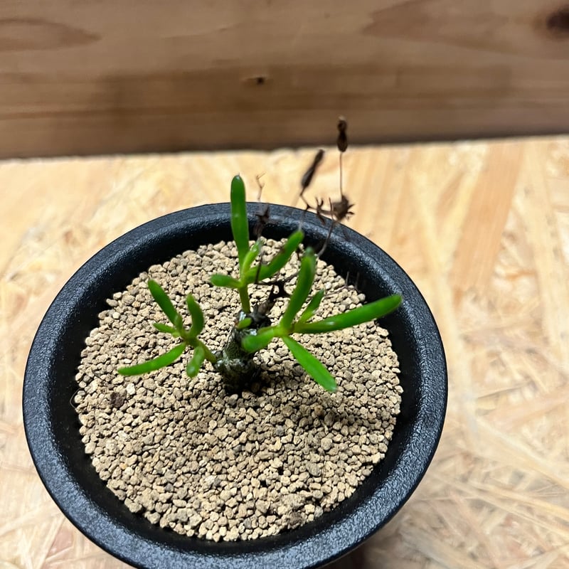 チレコドン ニグリカウリス | GREEN LUCK