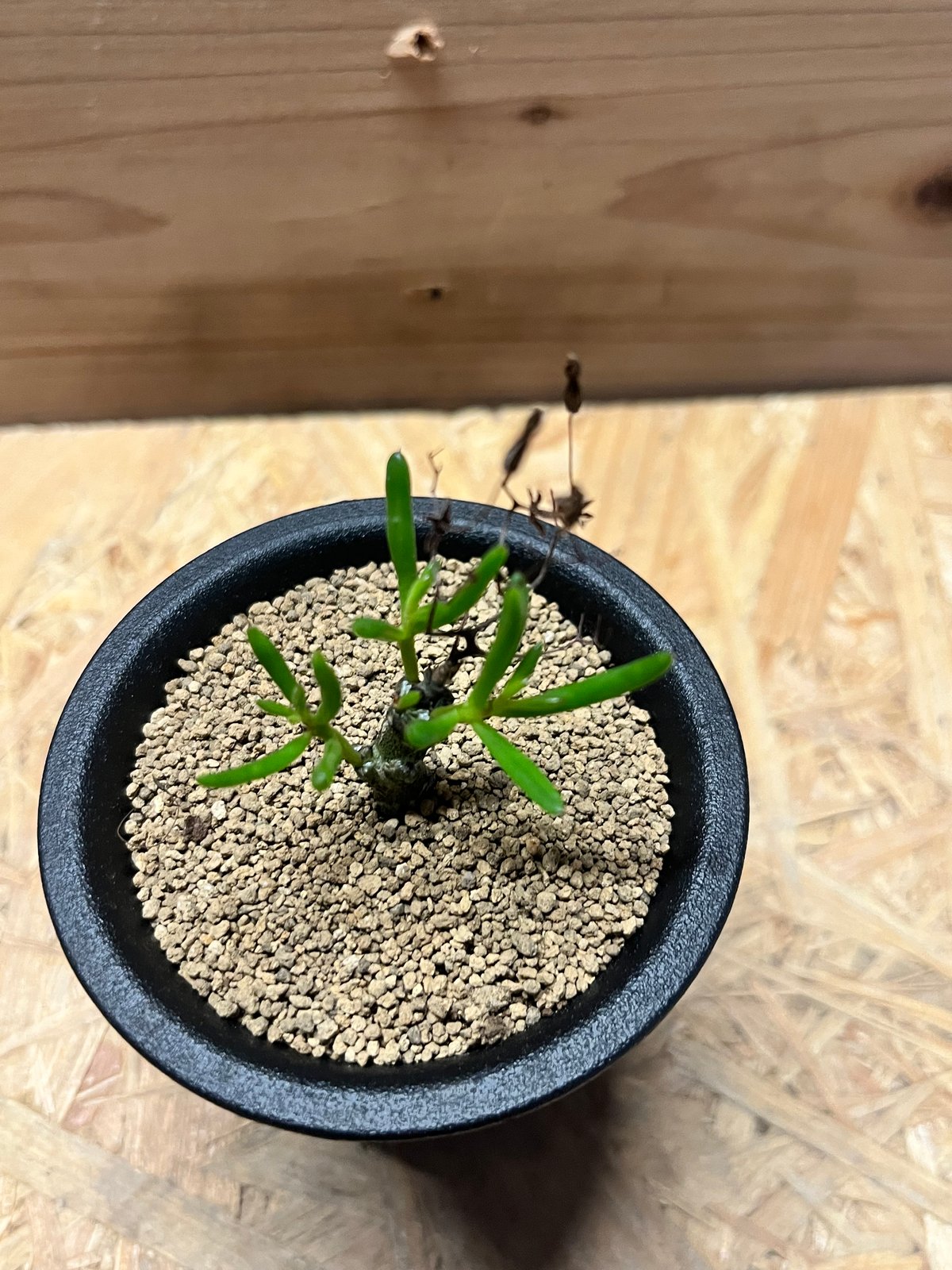 チレコドン ニグリカウリス | GREEN LUCK